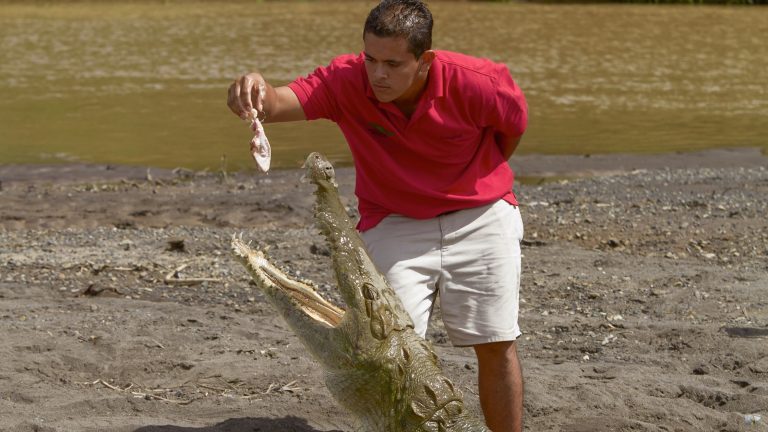 la vanille crocodile park activities